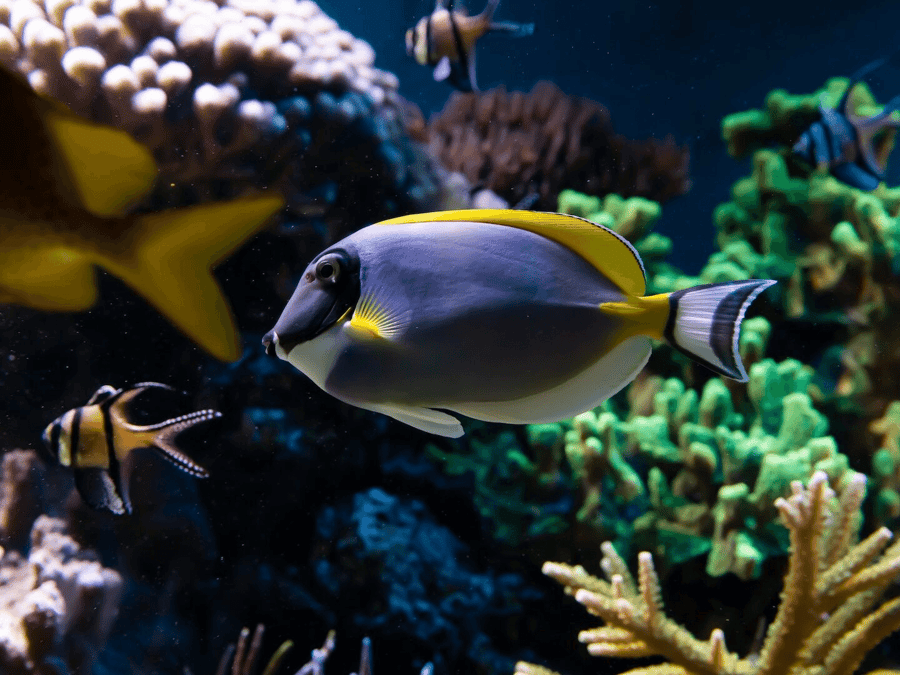 SEA LIFE London Aquarium: Standard Admission Tickets