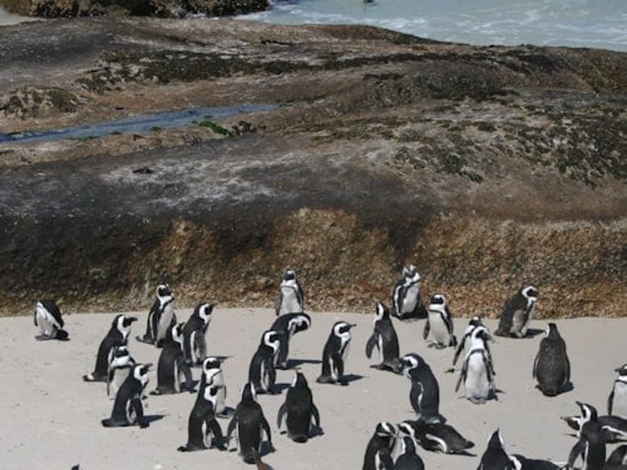 Cape Town: Cape Peninsula & Boulders Beach Tour