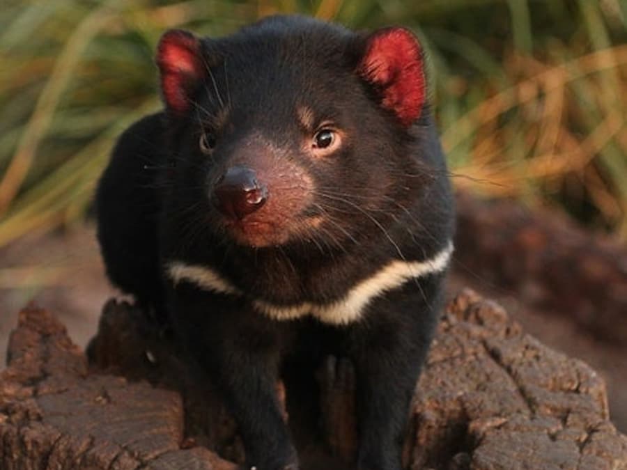 Bonorong Natturné