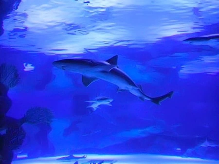 Acuario de Antalya y Museo de Cera Face 2 Face