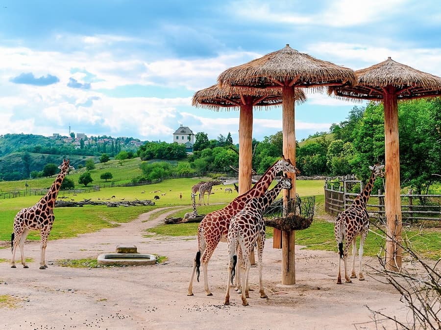 Prague Zoo Tickets