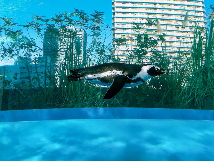Sunshine Aquarium Tickets