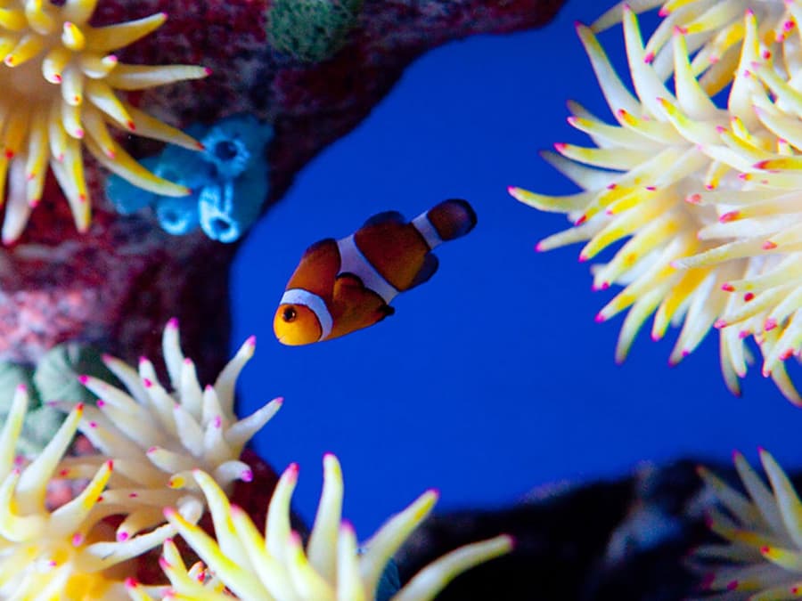 Underwater World Pattaya