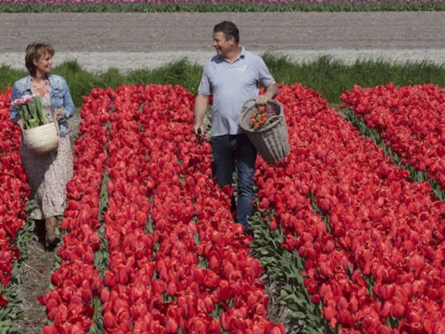 Keukenhof: Tour Guiado + Visita à Quinta de Tulipas + Cruzeiro de Moinho