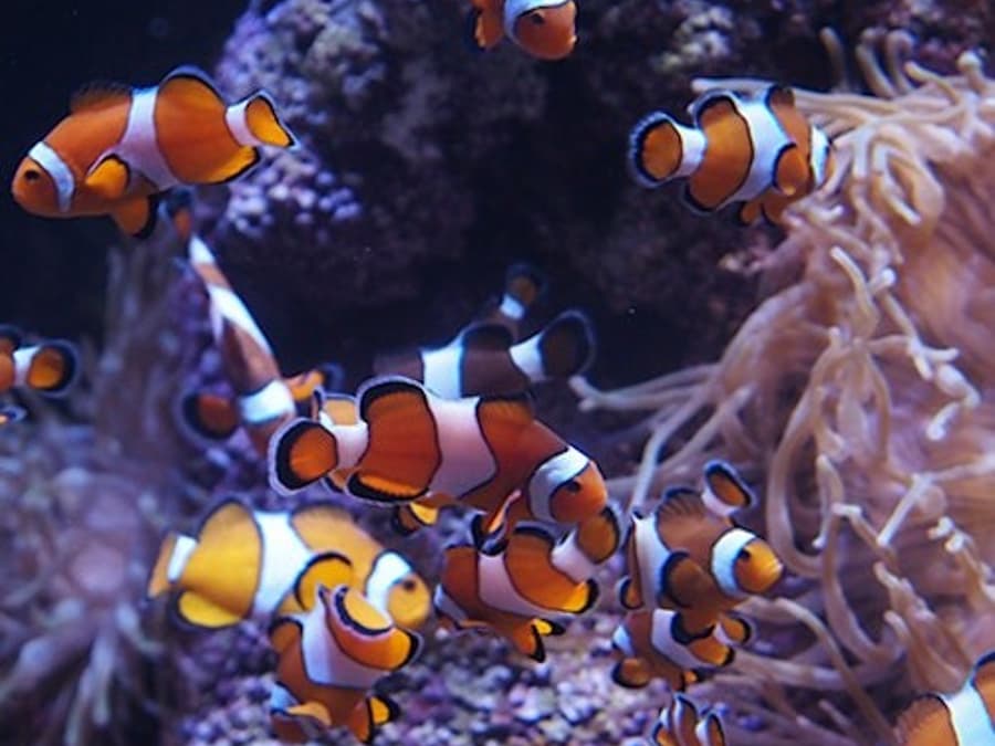 Bioparc Gijon Aquarium: Bilet wstępu