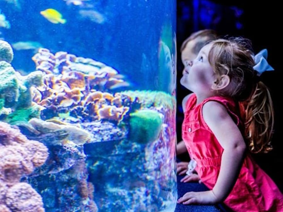 Myrtle Beach: Acquario di Ripley + 2 Attrazioni