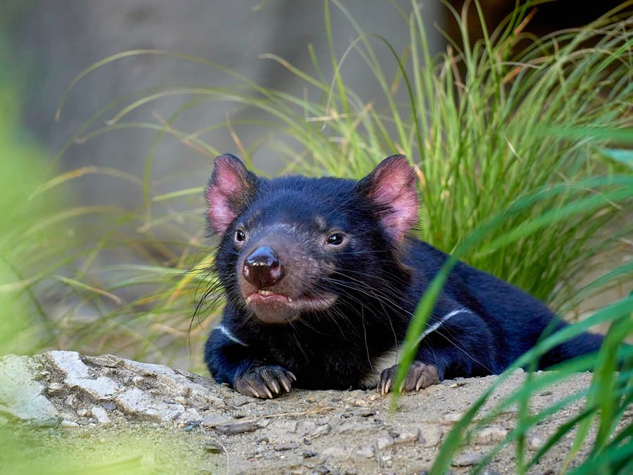 WILD LIFE Sydney Zoo Tickets