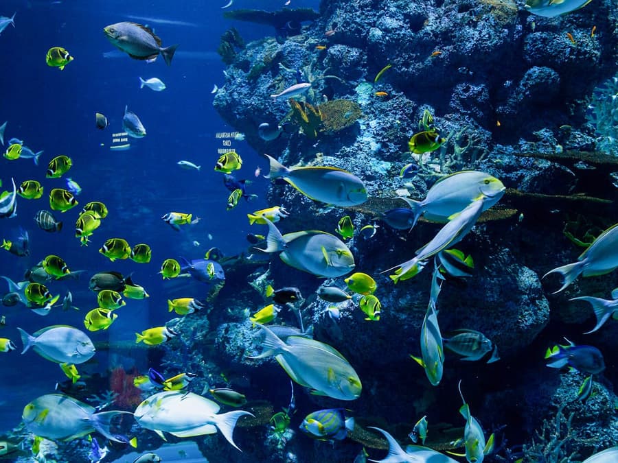 Langkawi Underwater World Tickets