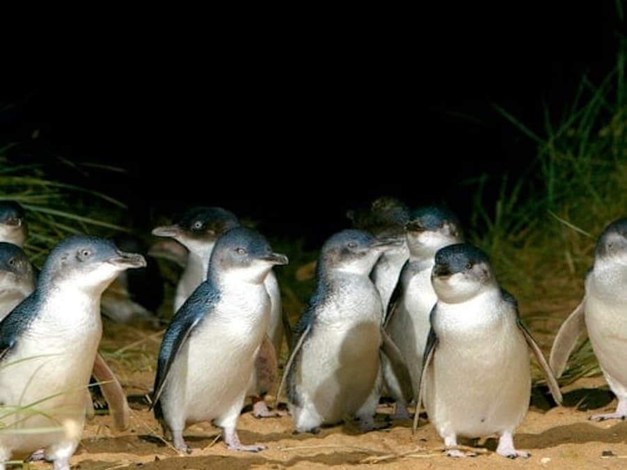Parata dei Pinguini + Moonlit Sanctuary Wildlife Park: Gita di un giorno da Melbourne