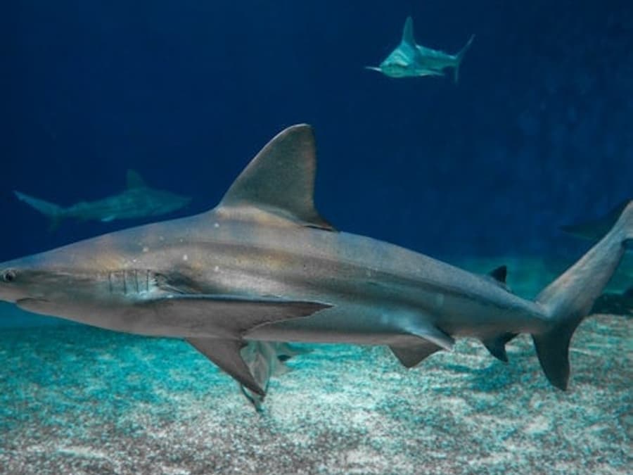 Aquarium of Genoa & Galata Sea Museum: Entry Ticket + Submarine Visit