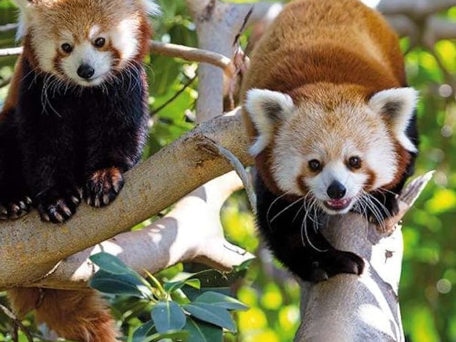 Loro Parque: Boleto de Entrada + Transporte