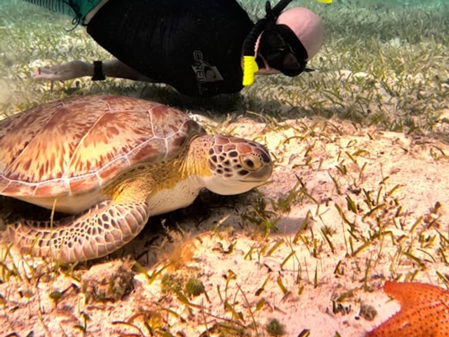 Santuário de Tartarugas de Cozumel: Tour de Snorkel
