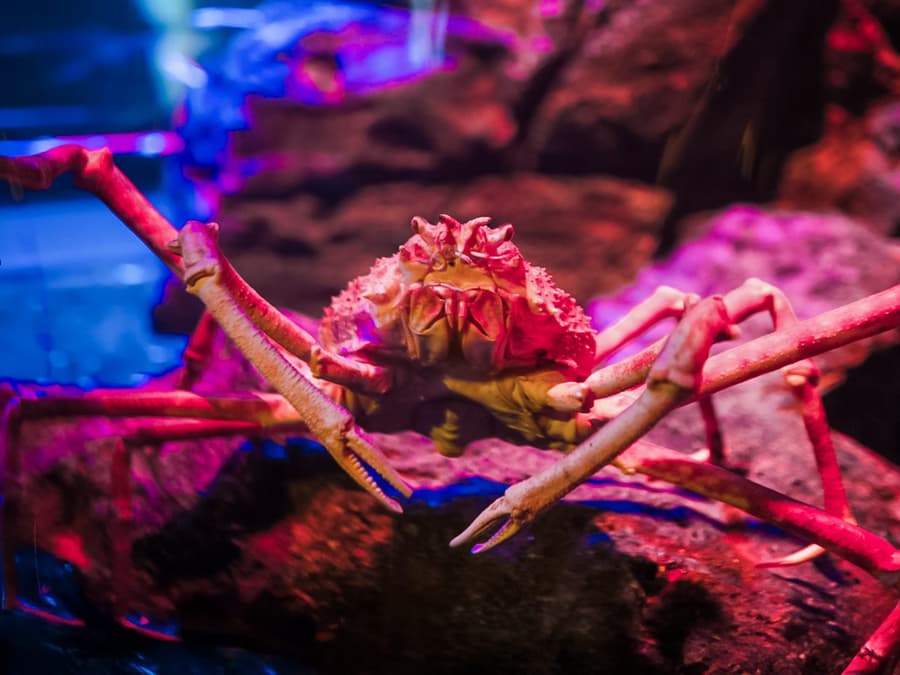SEA LIFE 방콕 티켓