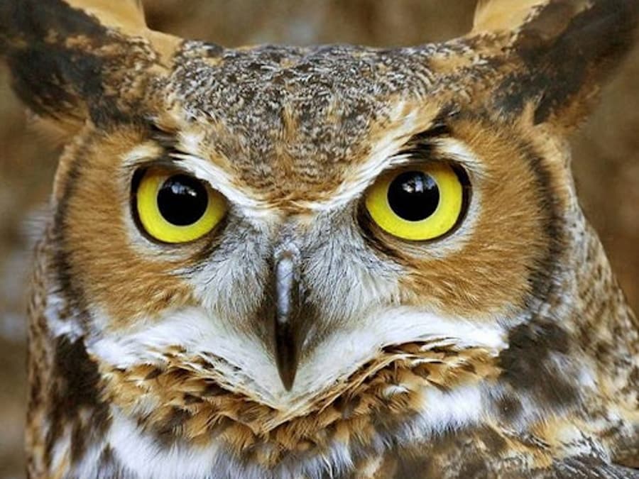 Tiket Masuk ke Dunia Burung dan Taman Monyet: Tempat Perlindungan Hidupan Liar