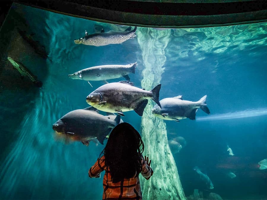 [Exclusive Promo] Aquaria KLCC Tickets