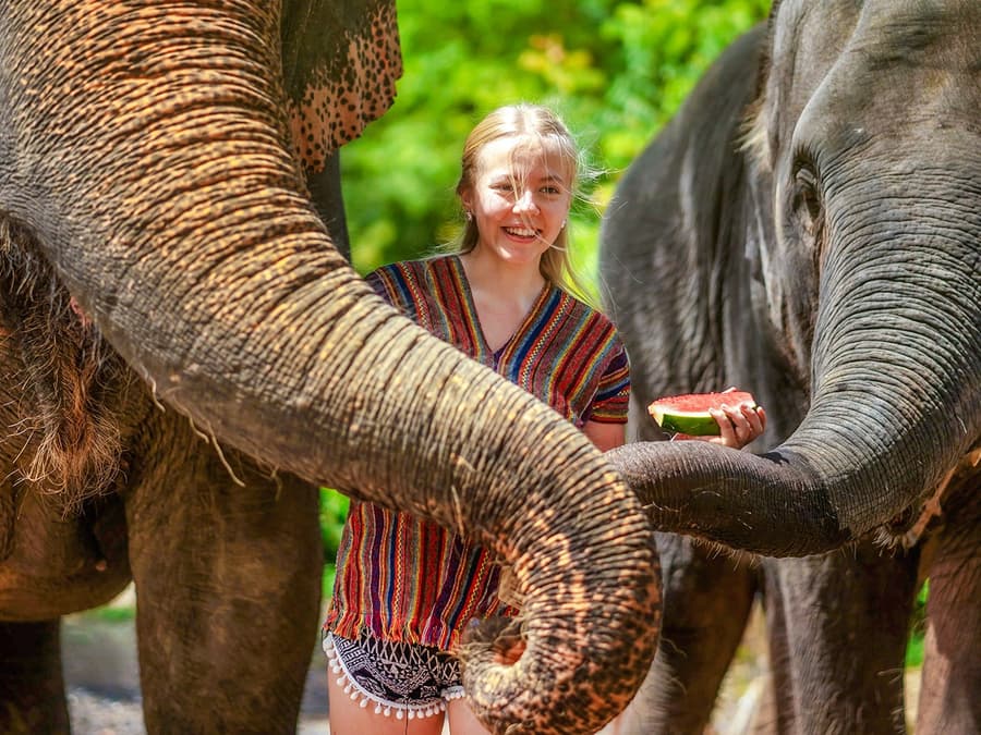 Phuket Elephant Jungle Sanctuary: Feed, Shower & Mud Spa Guided Tours with Optional Transfers