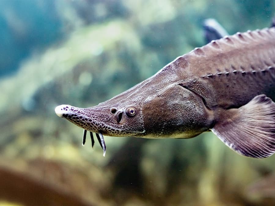 Билет за SEA LIFE Мюнхен