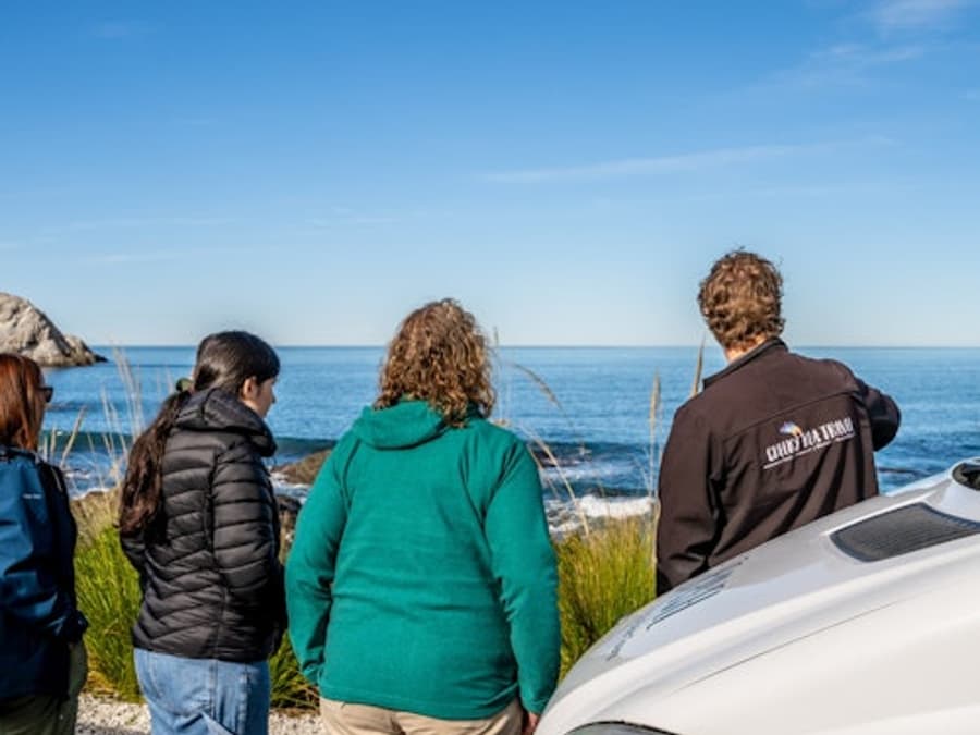 Kaikoura: Small-Group Guided Tour from Christchurch + Lunch