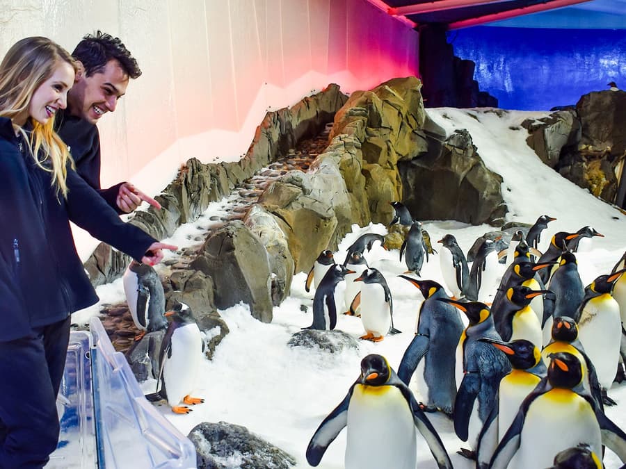 Miðar fyrir Penguin Passport: Leiðsögnuð samskipti í SEA LIFE Melbourne Sædýrasafninu