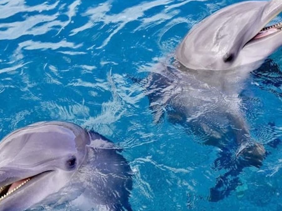 Dolphin House Hurghada: Tour Guiado de Snorkeling + Transfer de Ida e Volta + Almoço