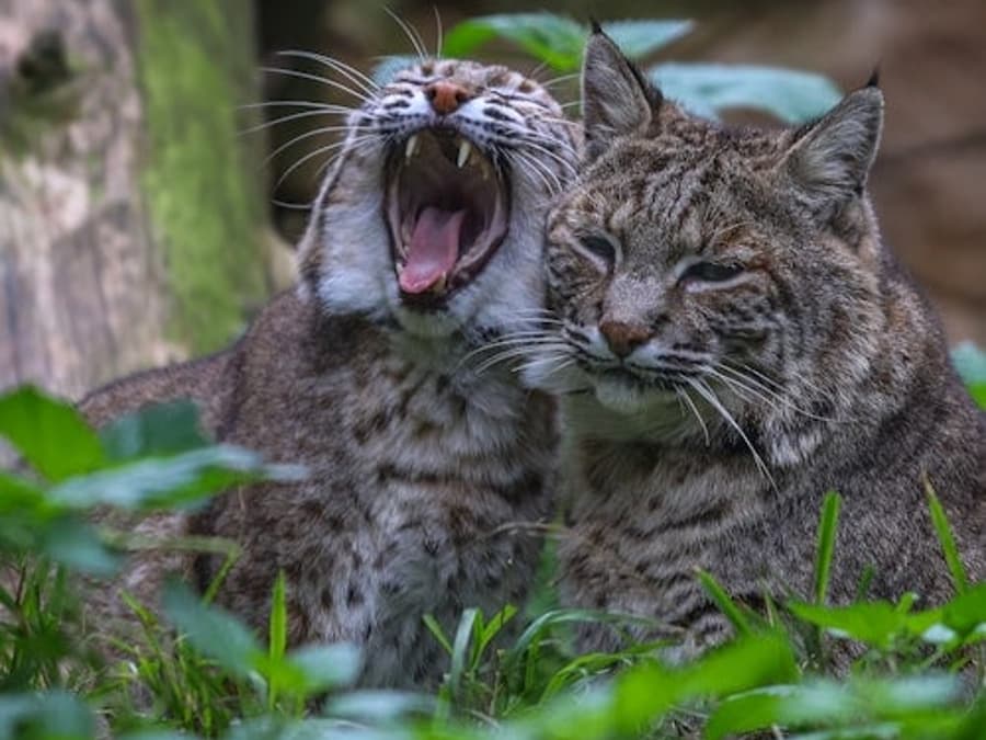 Lagos Zoo: Inträdesbiljett