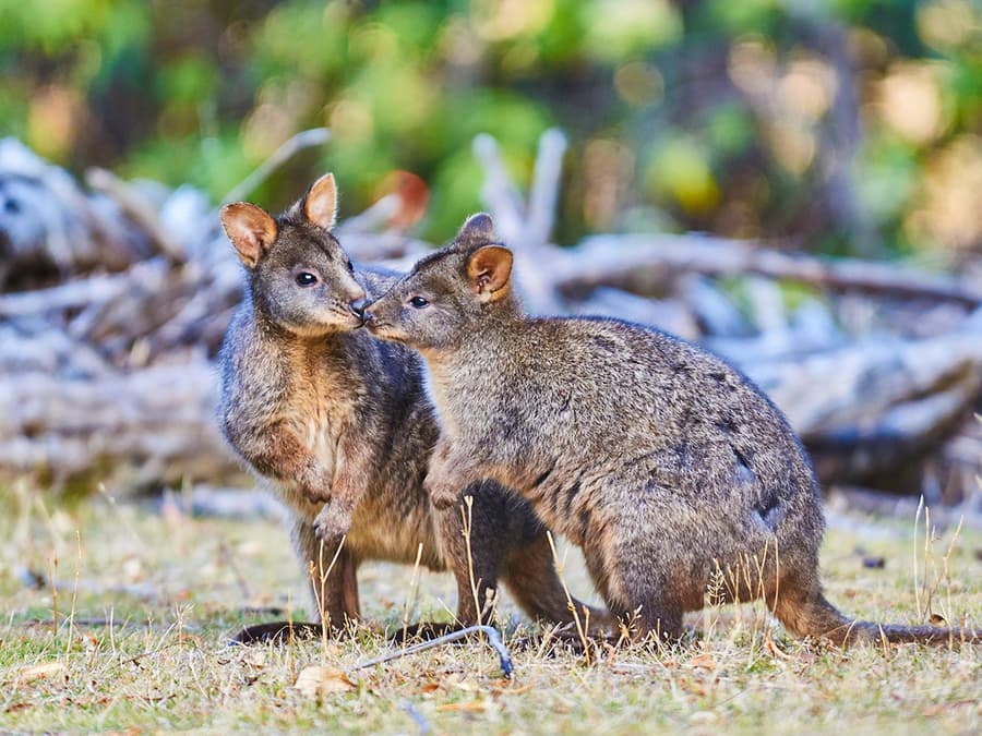 ทัวร์เดินชมสัตว์ป่าที่ Wildlife Wonders