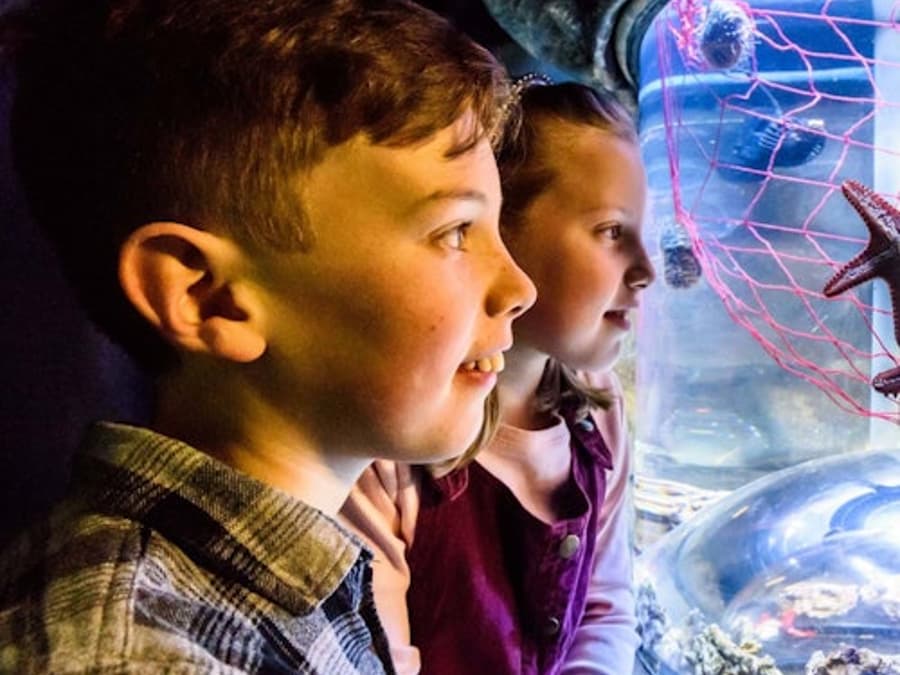 SEA LIFE Brighton: Standardbillet