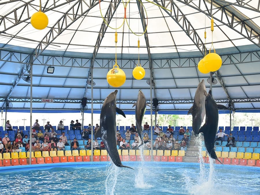 Phuket Dolphin Show Tickets: Foreigners
