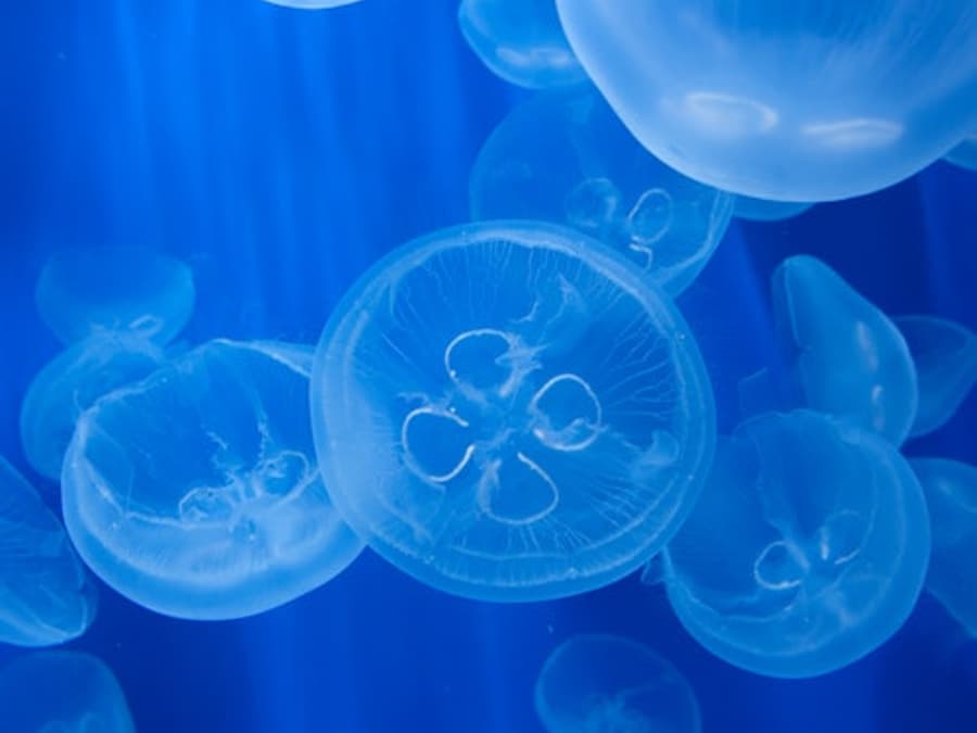 Aquarium of Genoa & Whale Watching Cruise