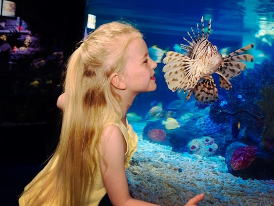 SEA LIFE Scheveningen: Entry Ticket