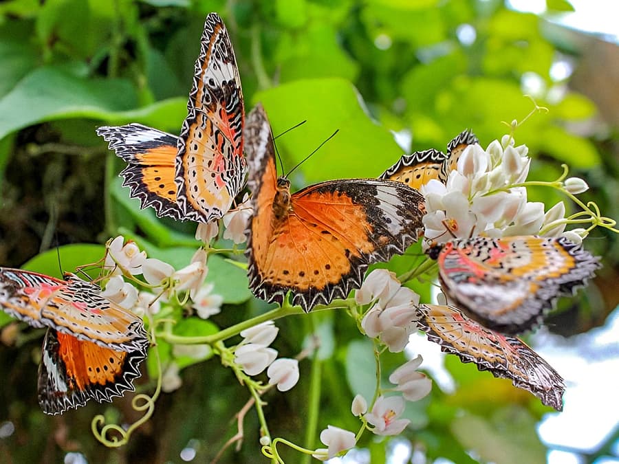 Entopia by Penang Butterfly Farm Tickets