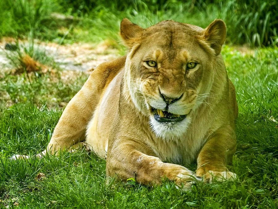 Tiket Zoo Bronx