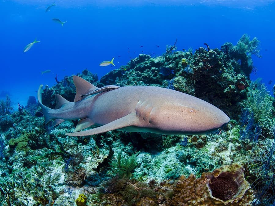 بلیط‌های شیرجه با کوسه در آکواریوم SEA LIFE ملبورن