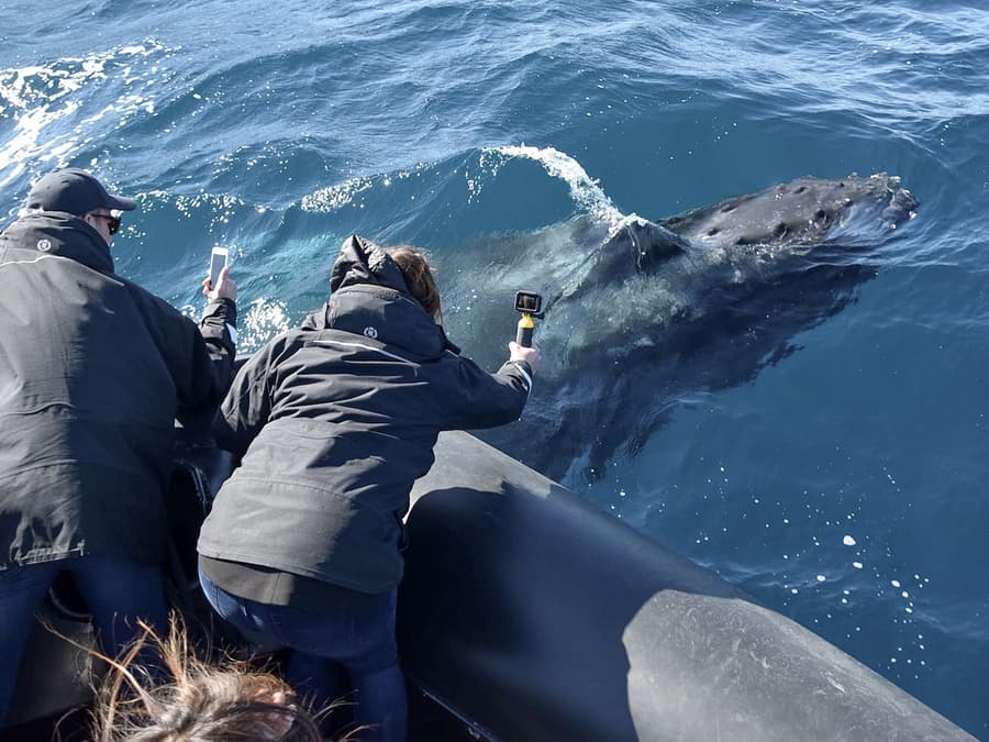 Sydney Whale Watching Inflatable Boat Cruise