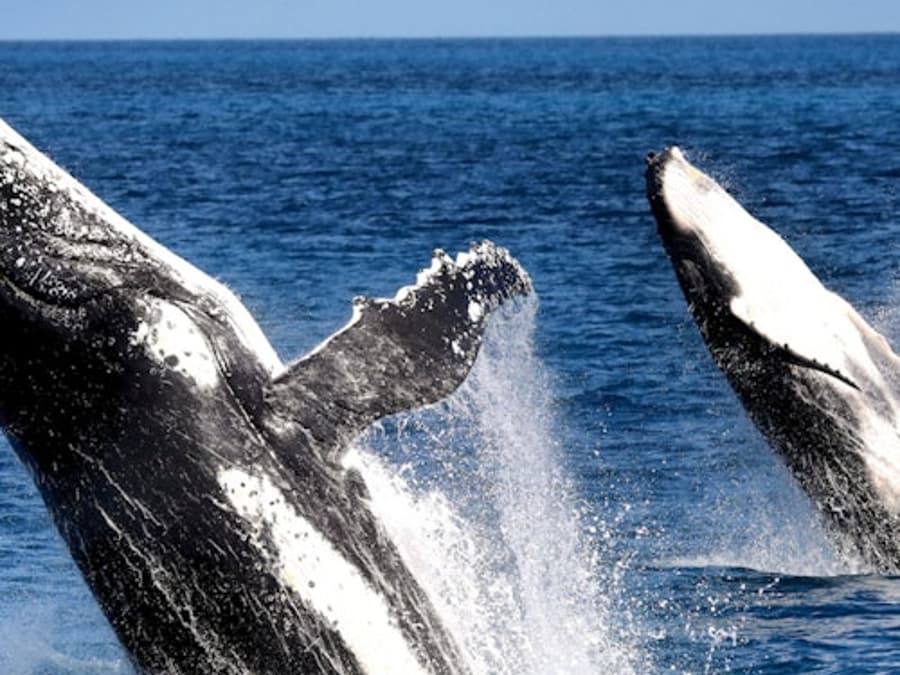 Hervey Bay: Half-Day Whale Watching Cruise