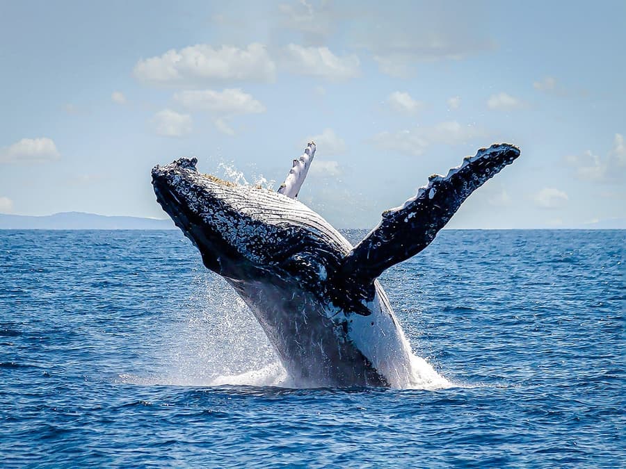 Sydney Harbour Whale Watching Cruise by Captain Cook