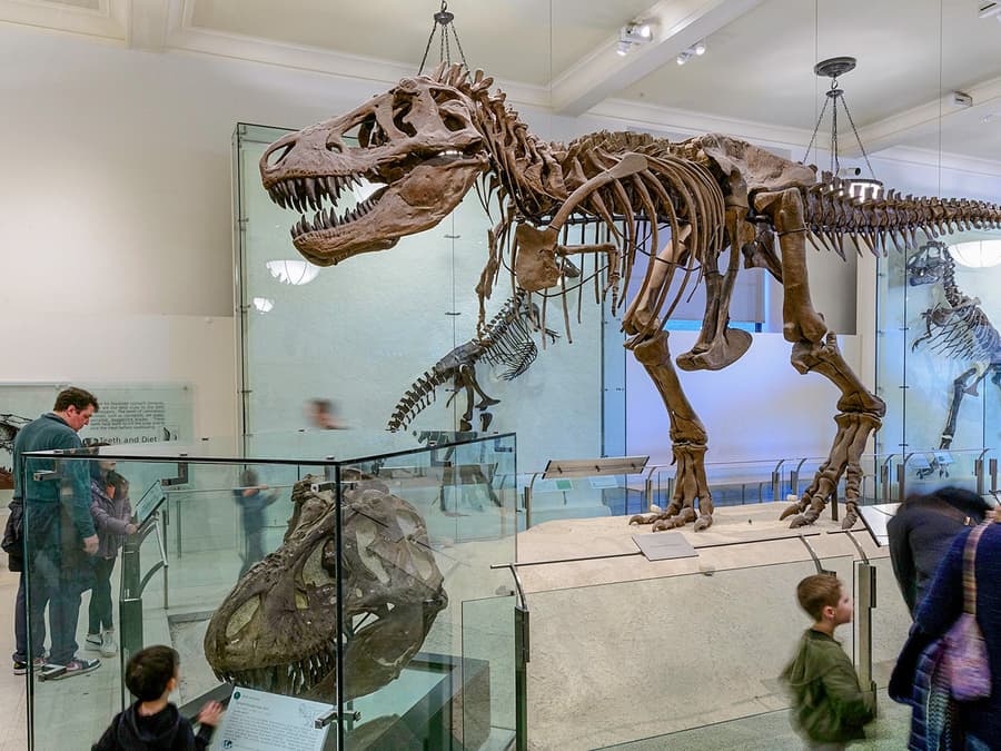 American Museum of Natural History Tickets