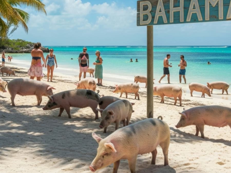 Grand Bahama Island: Fast Ferry Day Trip from Fort Lauderdale