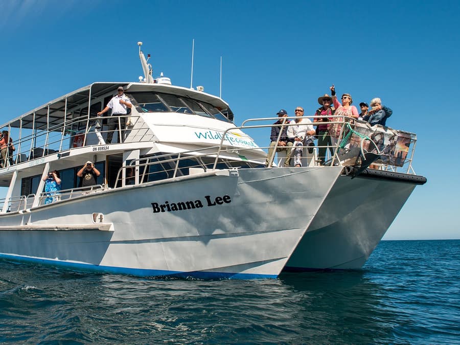 Phillip Island Winter Whale Cruise with Morning Tea