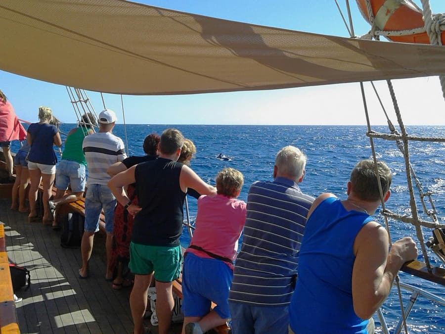 Los Cristianos: Whale and Dolphin Watching Cruise with Optional Pirate Themed Boat