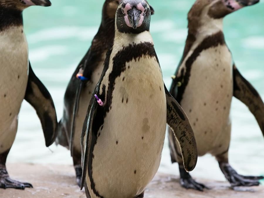 London Zoo: Entry Ticket