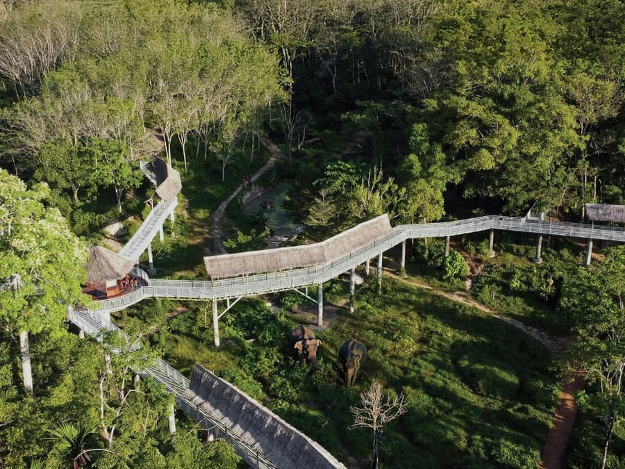 Phuket Elephant Sanctuary: Guided Canopy Walkway Tour + Unlimited Snacks