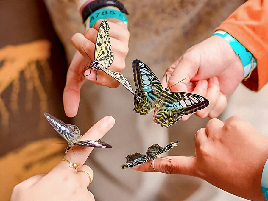 Entopia by Penang Butterfly Farm Tickets