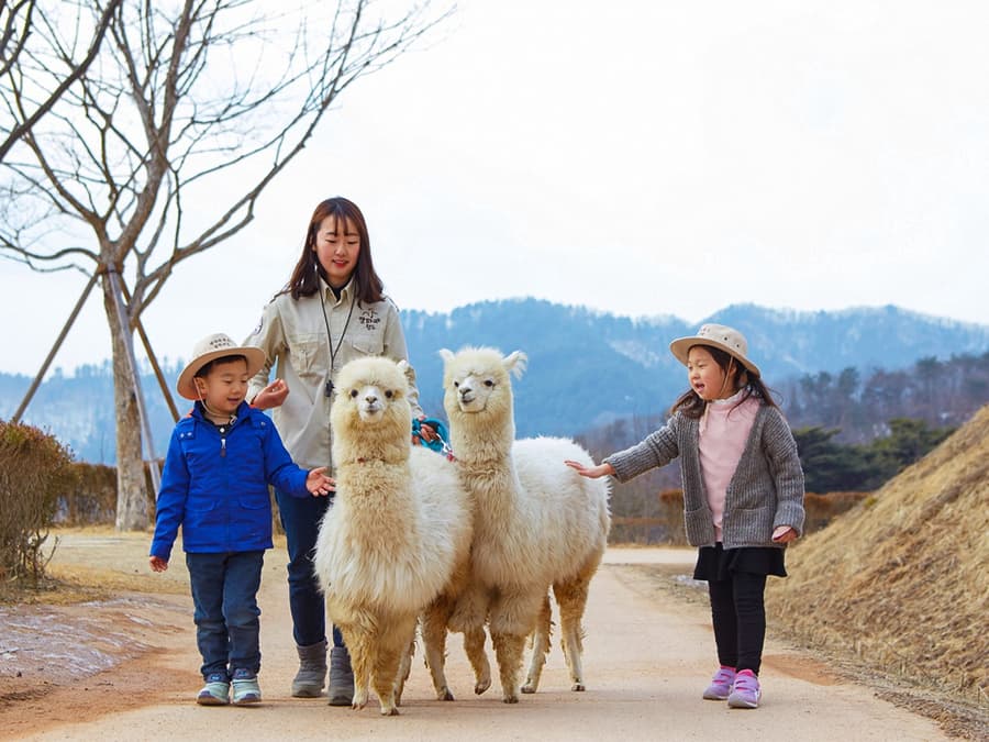 From Seoul: Nami Island & Alpaca World Guided Tour
