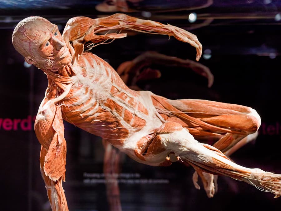 คอมโบ: บัตรเข้าชม Body Worlds อัมสเตอร์ดัม + บัตรล่องเรือคลอง