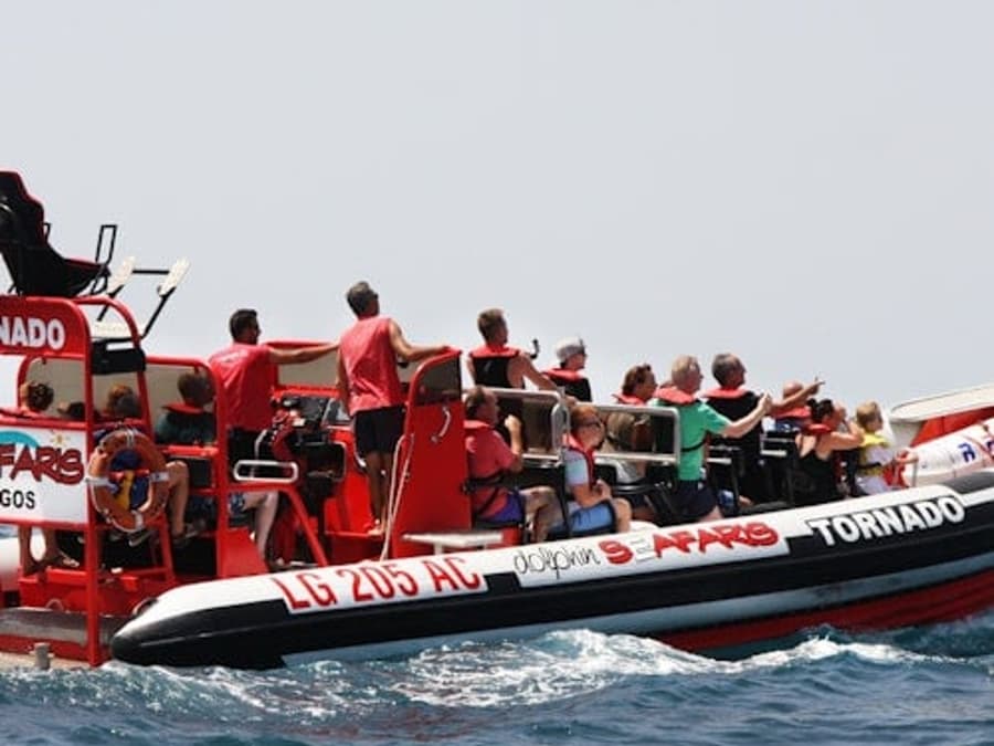 Algarve: Guidad Delfinsafari