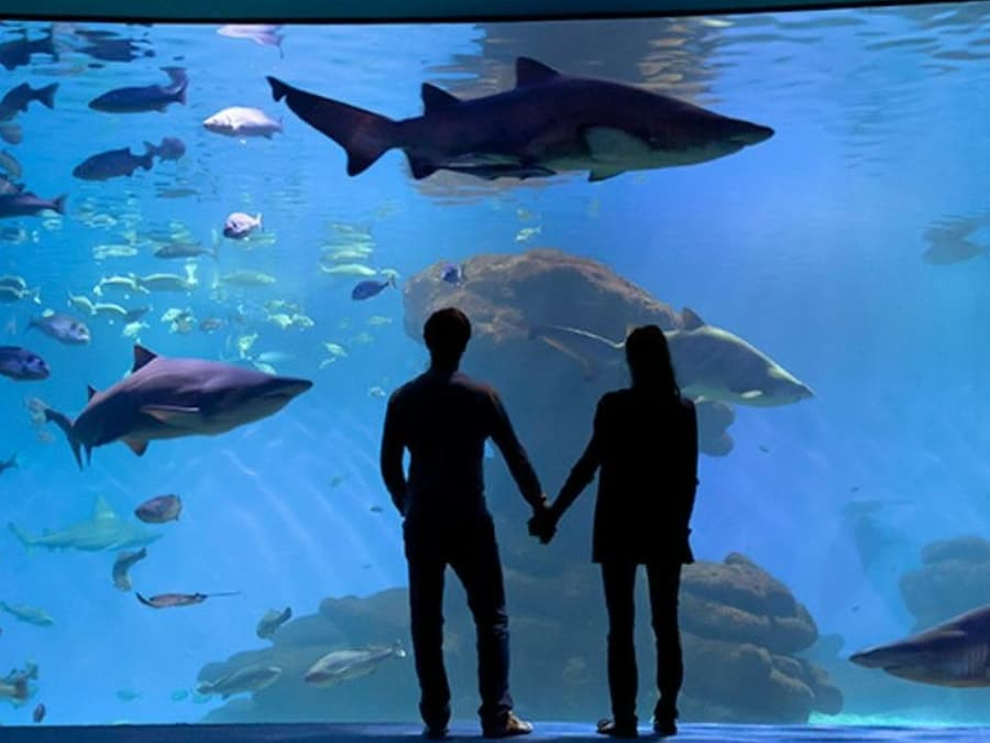 Palma Aquarium: Admission Ticket + Transfer from East Zone
