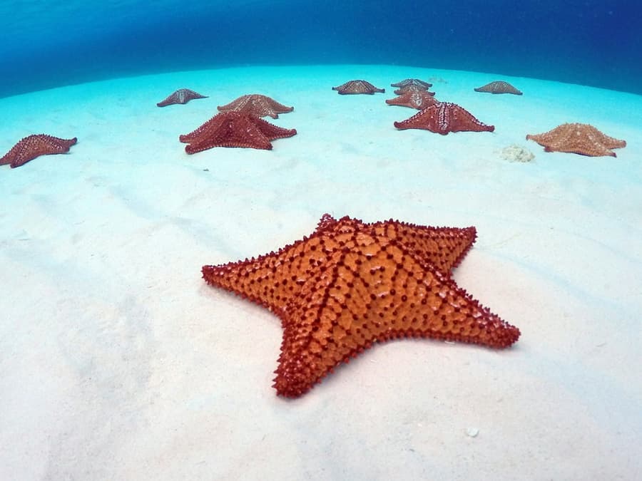 Palancar Reef, El Cielo & KUZÁ Beach Park: Snorkeling Tour from Cozumel