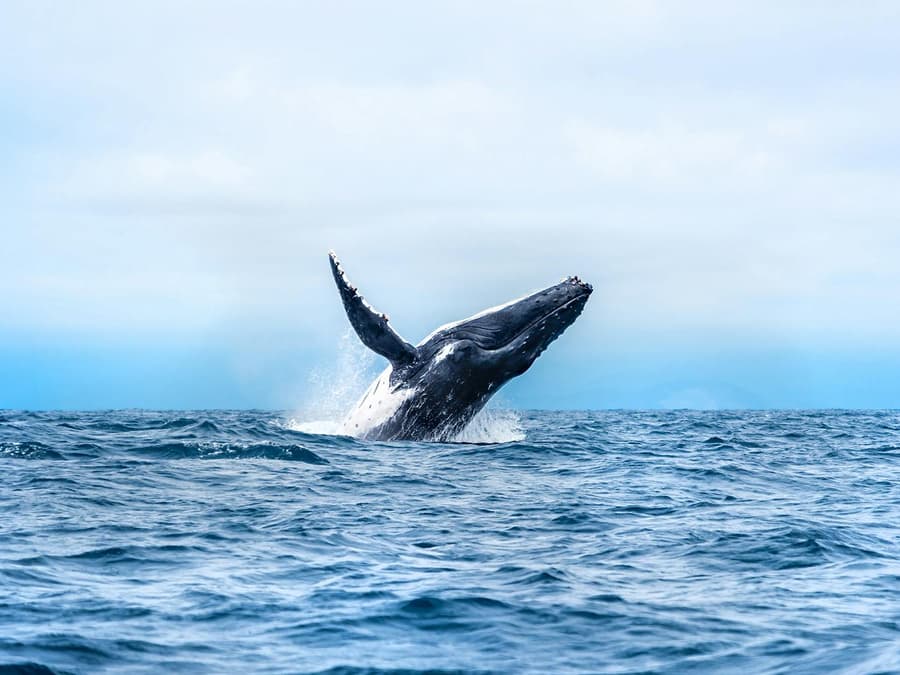 Cairns to Fitzroy Island: Guided Whale Watching Cruise + Snorkel Equipment Hire + Island Free Time
