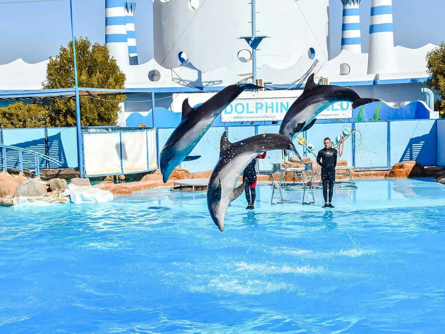 Hurghada Dolphin World Show with Walruses Tickets & Transfers